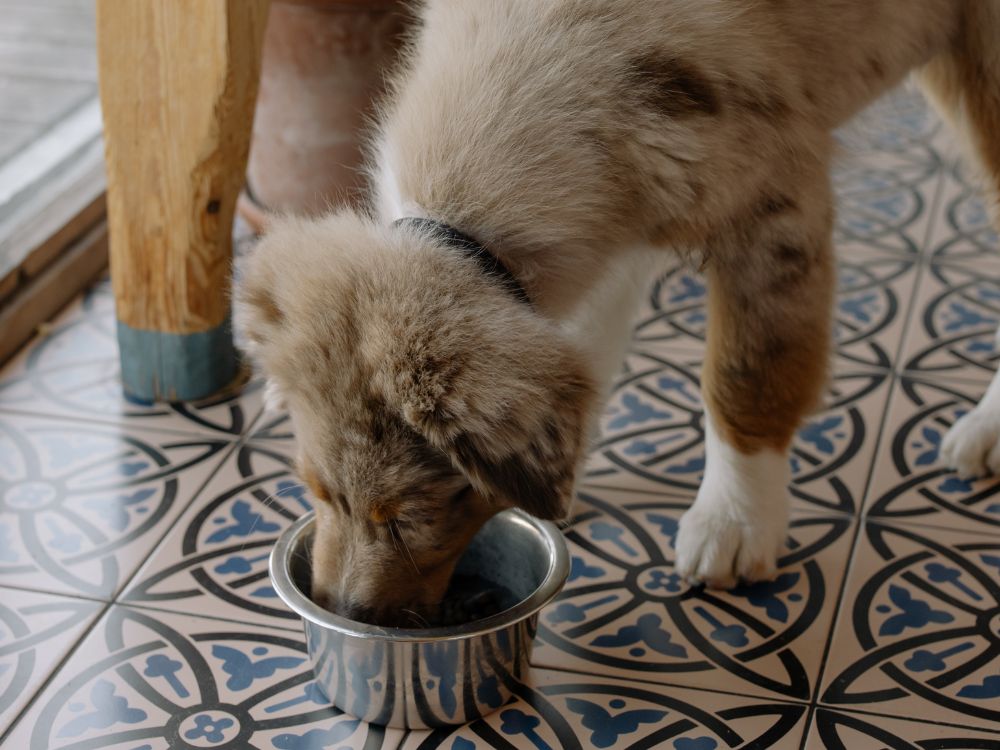 Alimentação canina no inverno