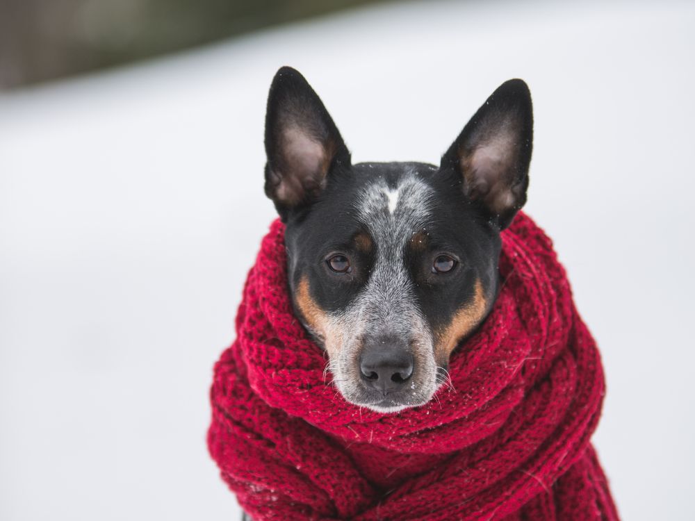 Alimentação canina no inverno