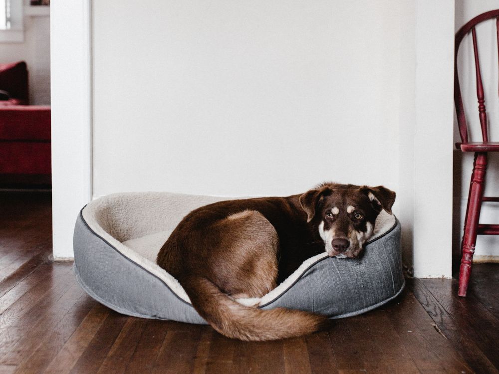 Cama térmica para cachorro