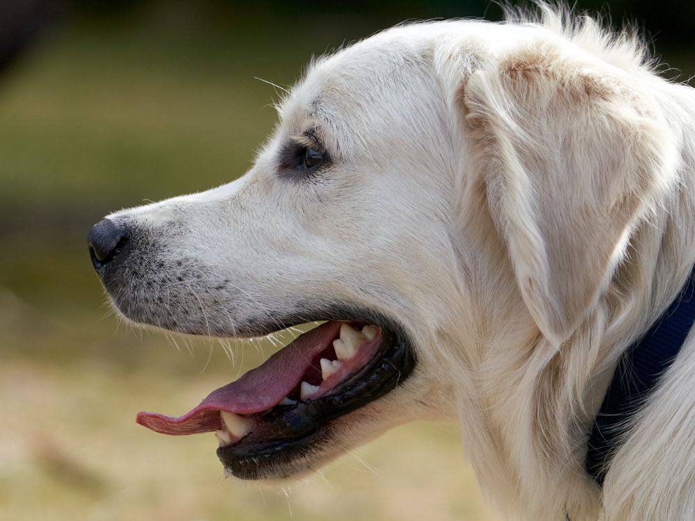 Como evitar problemas respiratórios em cães