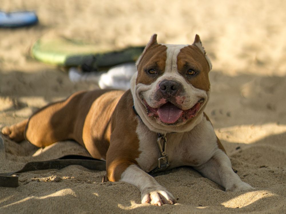 cachorro deitado