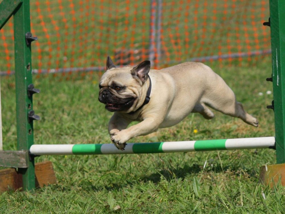 Consistência com o cachorro