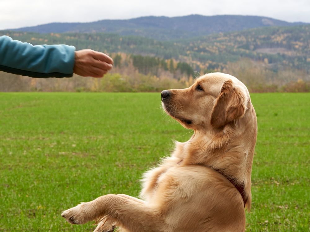 cão ganhando petisco