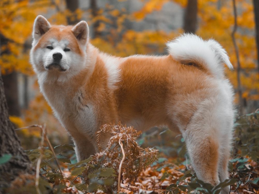 akita inu é uma das raças de cães adaptadas ao frio