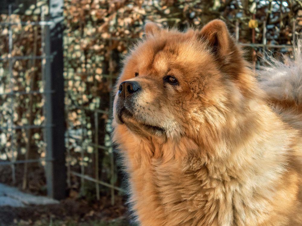 chow chow é uma das raças de cães adaptadas ao frio