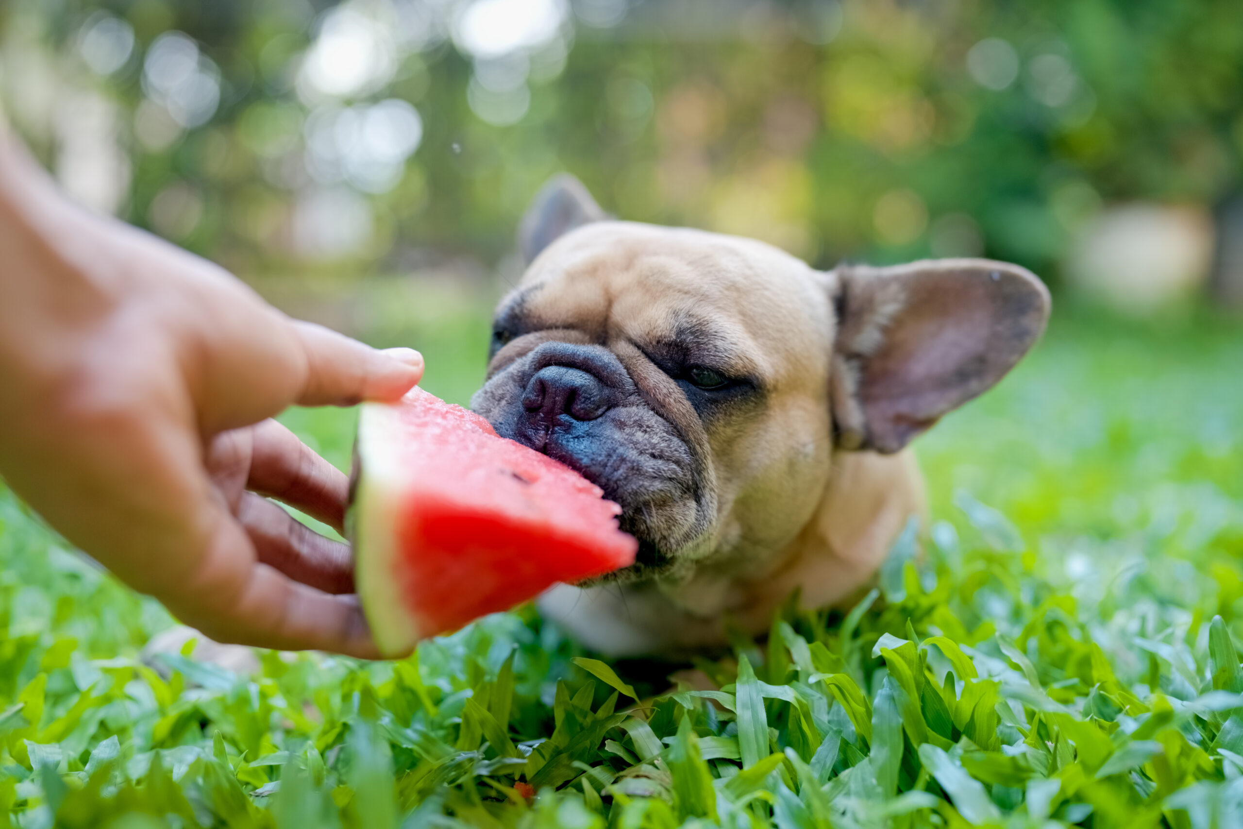 dog-lying-field-eating-watermelon