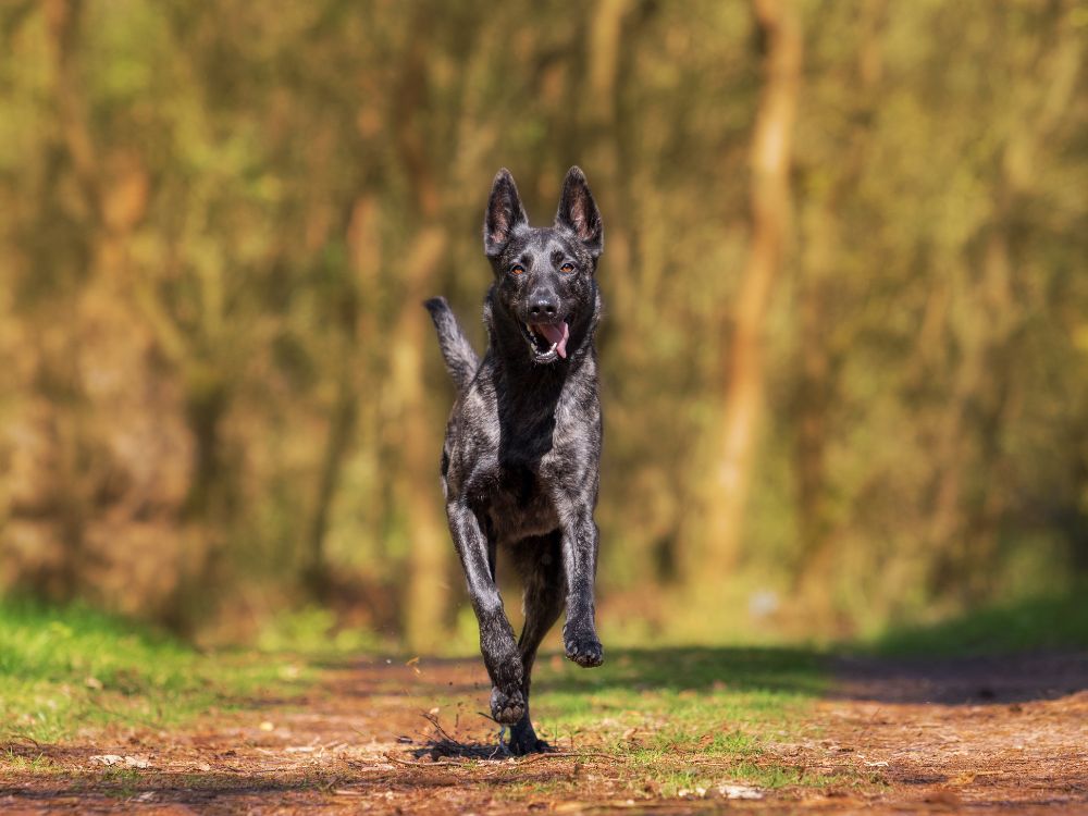 cachorro correndo