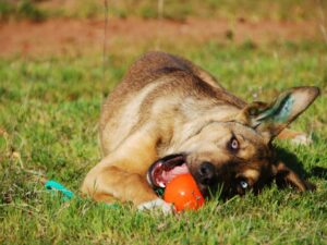 Cachorro deitado no parque roendo o seu brinquedo - Foto: Canva