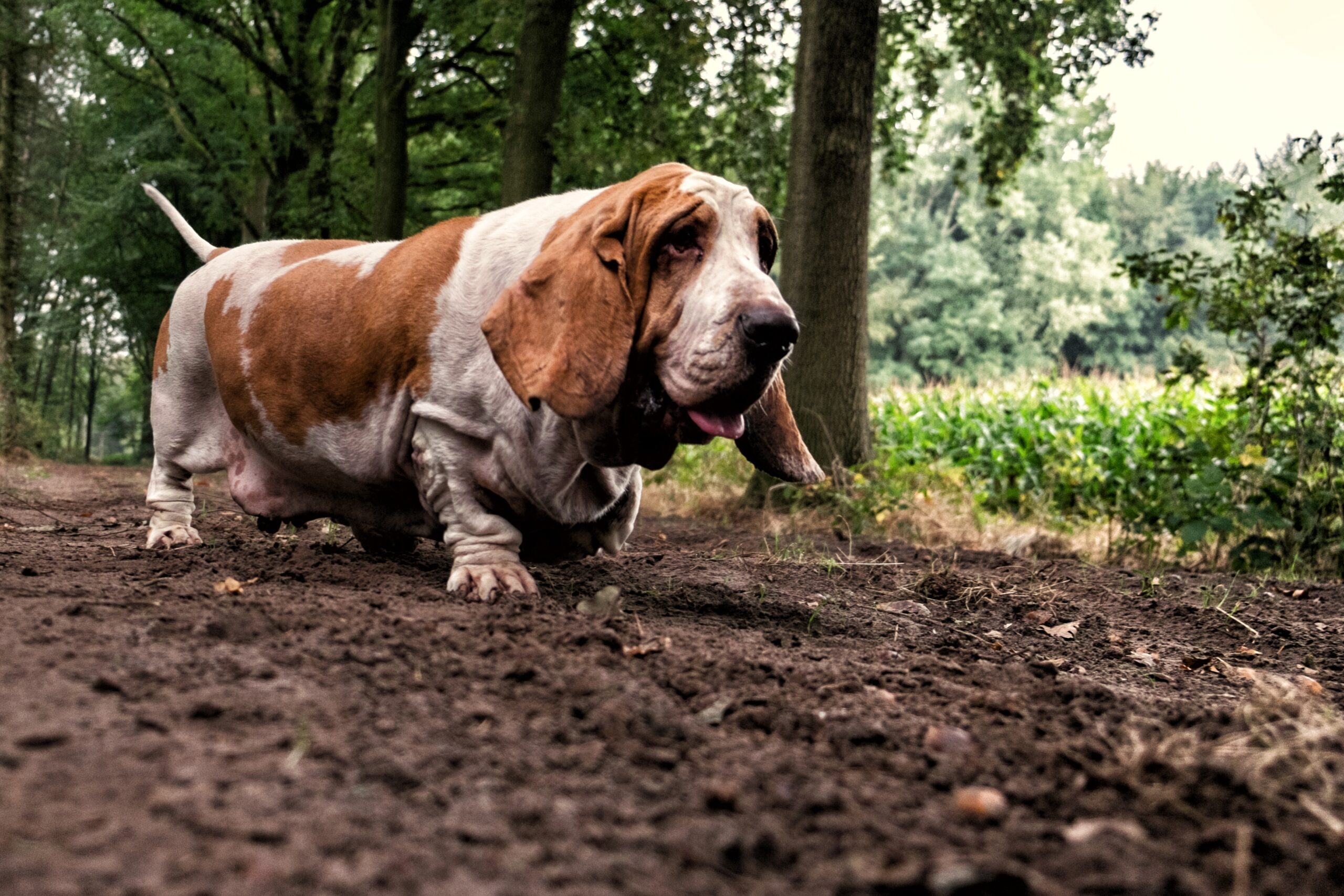 Lonely cute white and brown basset hound dog in the forest during daytime