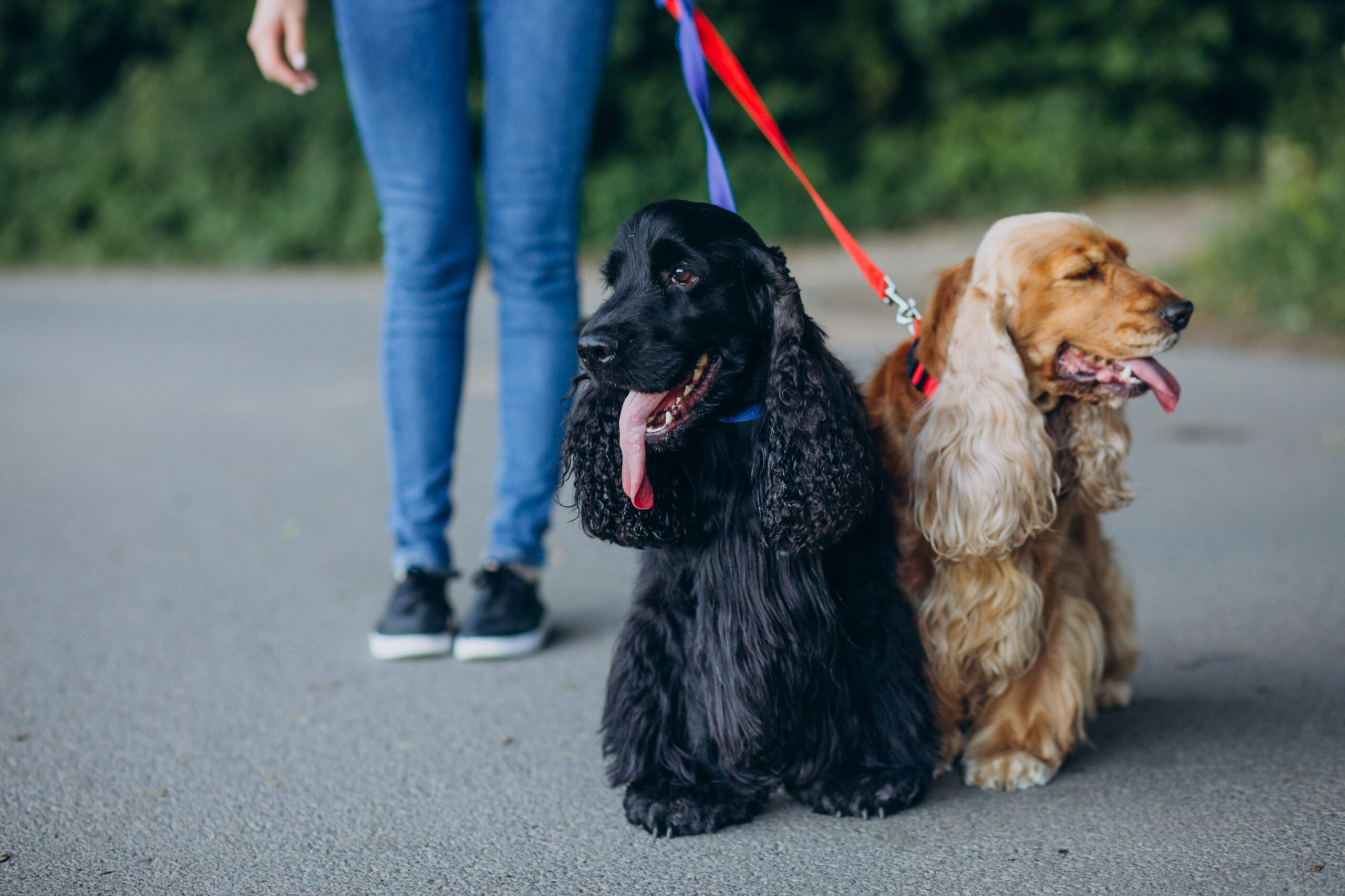 Pet walker having a stroll with cocker spaniel