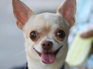 Chihuahua - Foto: Canva