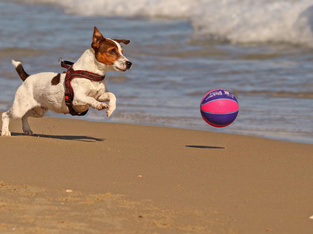 cão na praia