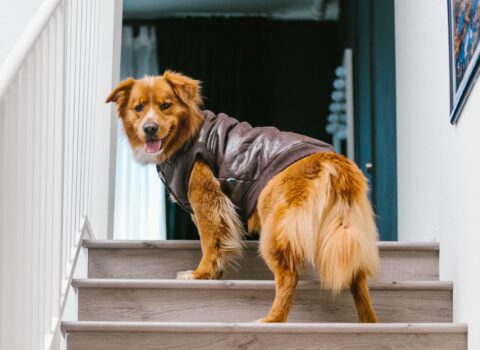 cão subindo a escada