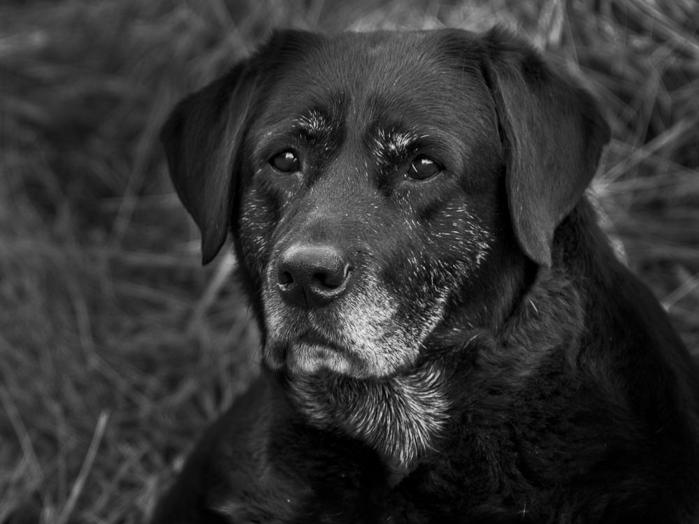 cão idoso