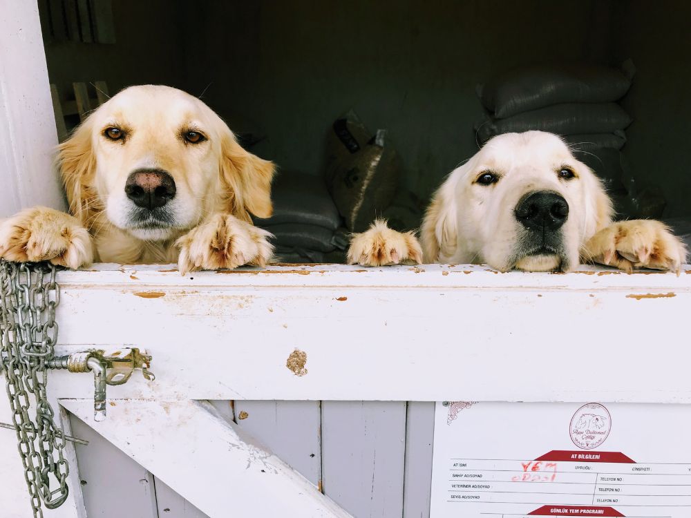 Como fazer o cachorro mais velho aceitar o mais novo