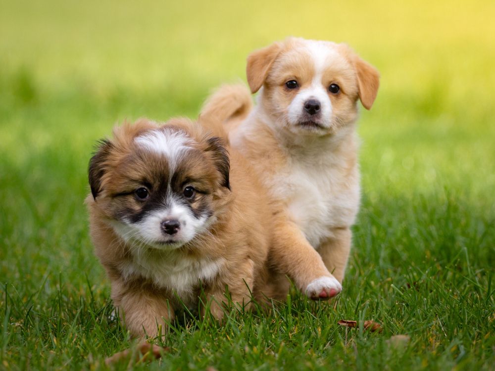 dois cães juntos
