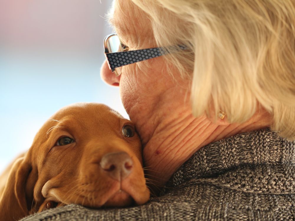 Estímulo mental para cães idosos