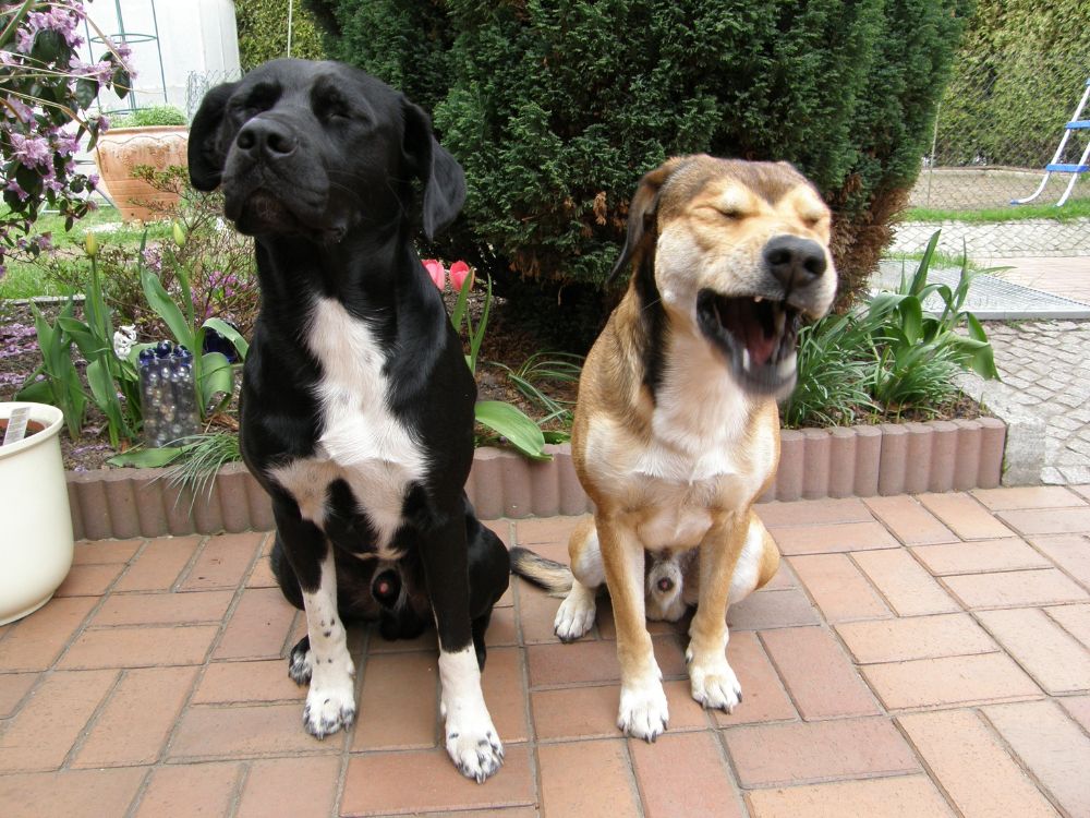 Quanto tempo leva para um cachorro se acostumar com outro? 1 dois cachorros juntos