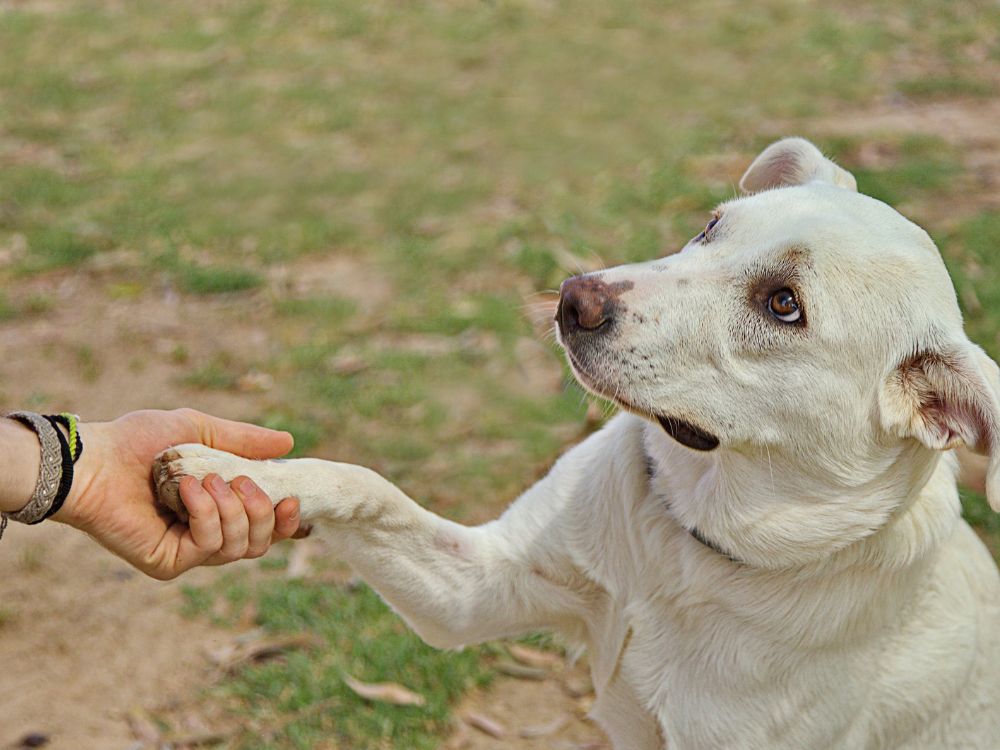 cão dando a patinha