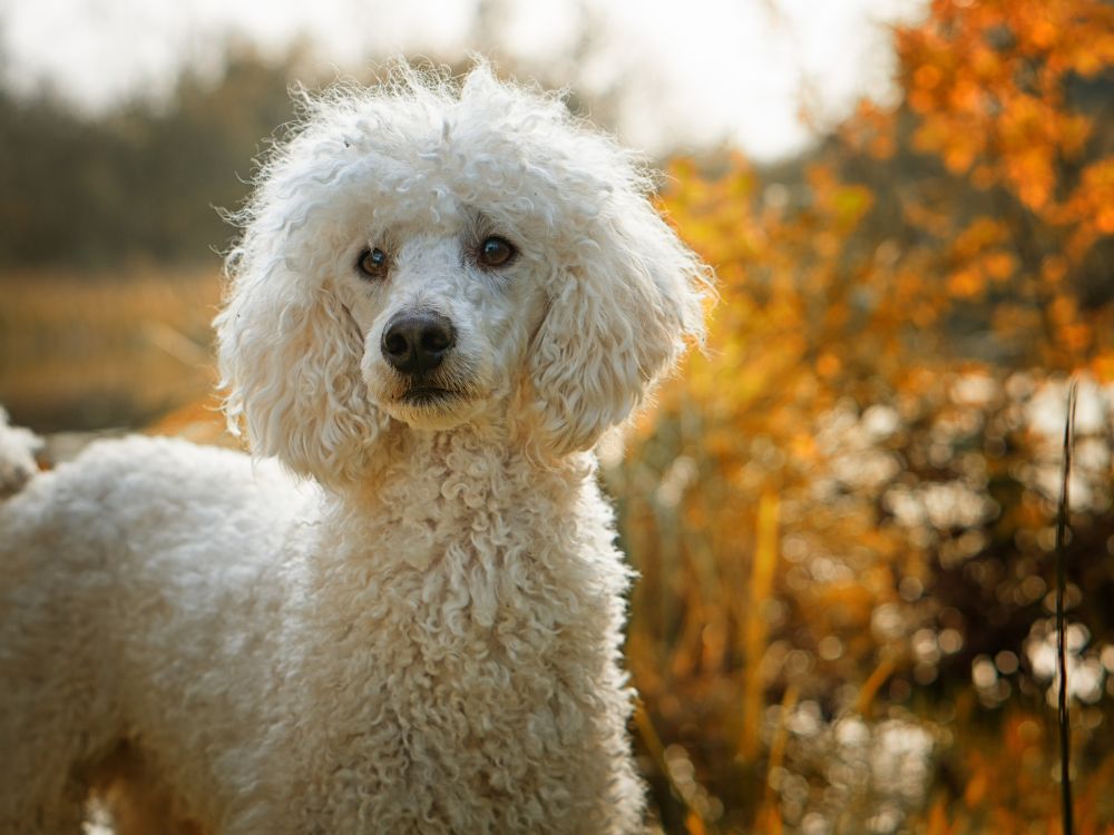 Socialização do Poodle