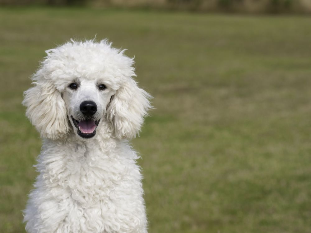 Socialização do Poodle