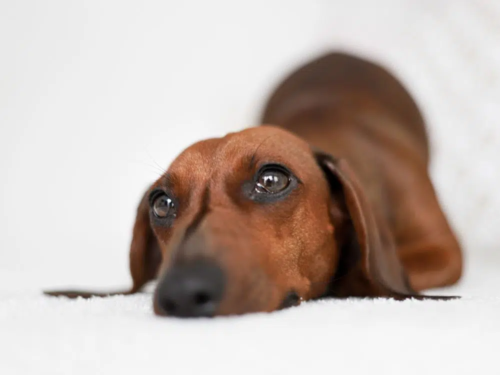 cão deitado