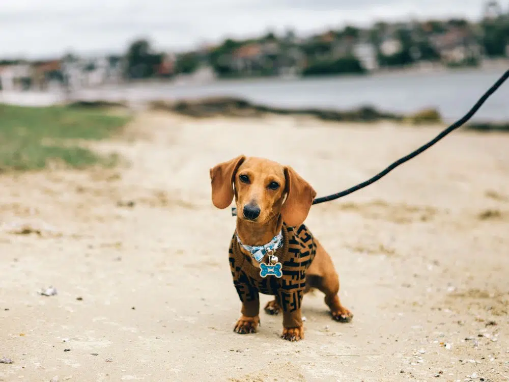 cachorro na praia