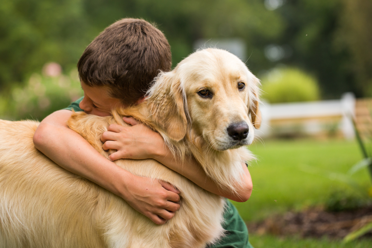 Golden Retriever