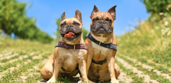 Bulldogs Franceses