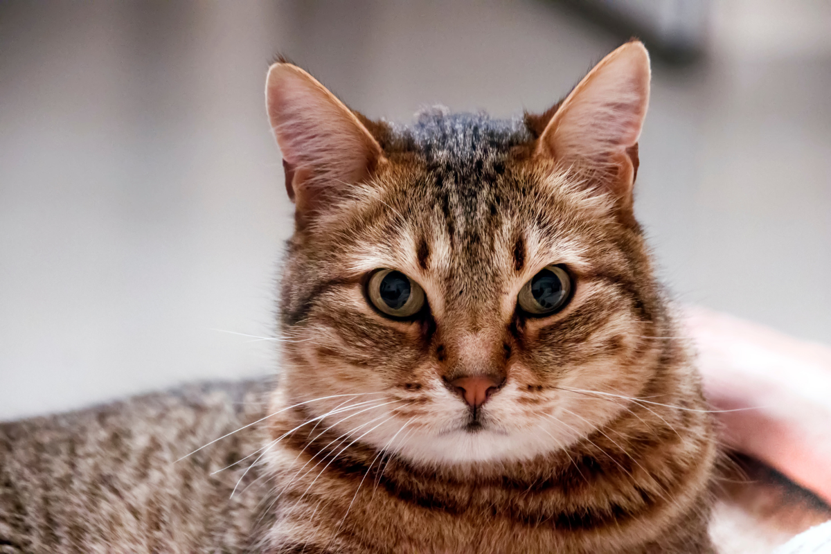 O que fazer quando o gato não quer comer? 2 Gato