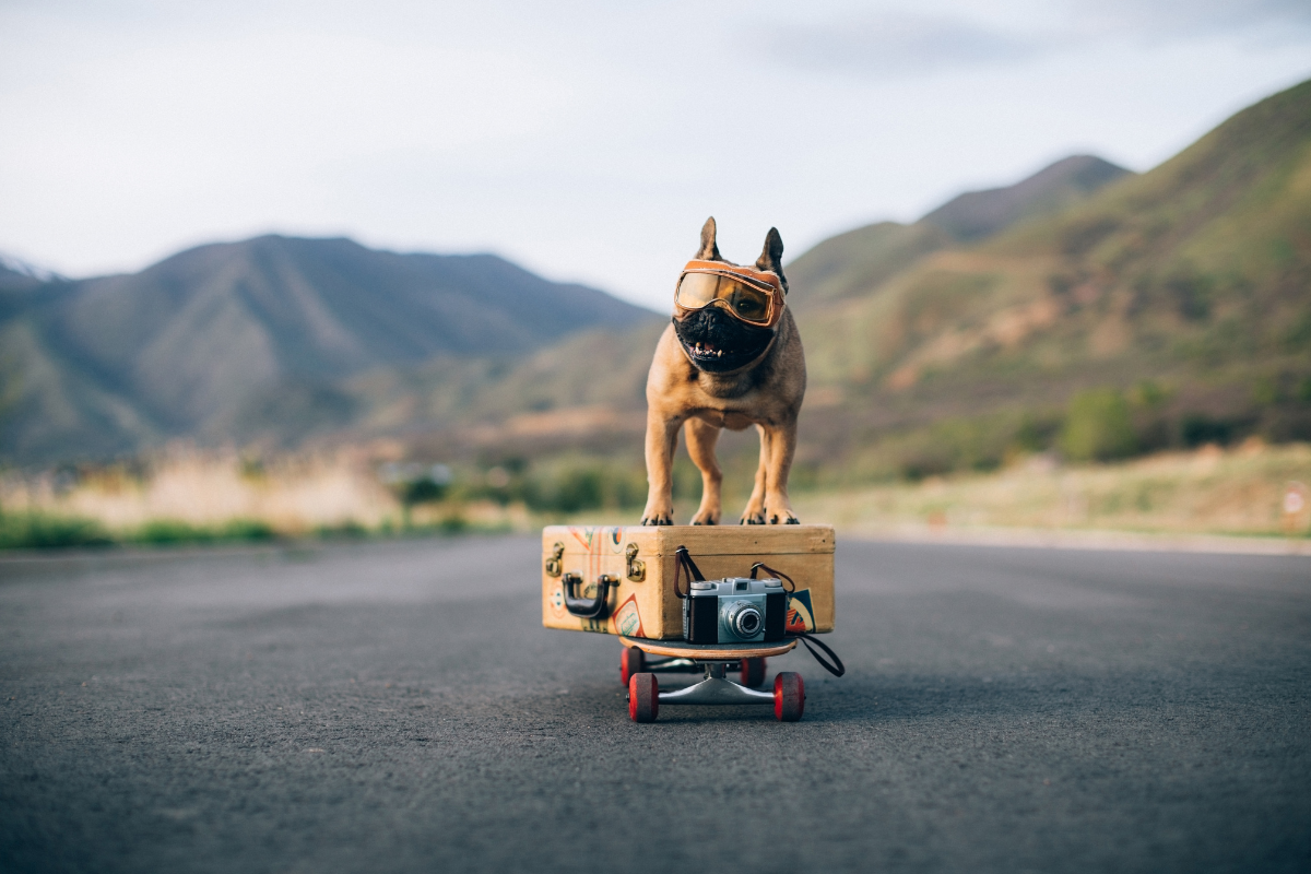 Bulldogs Franceses