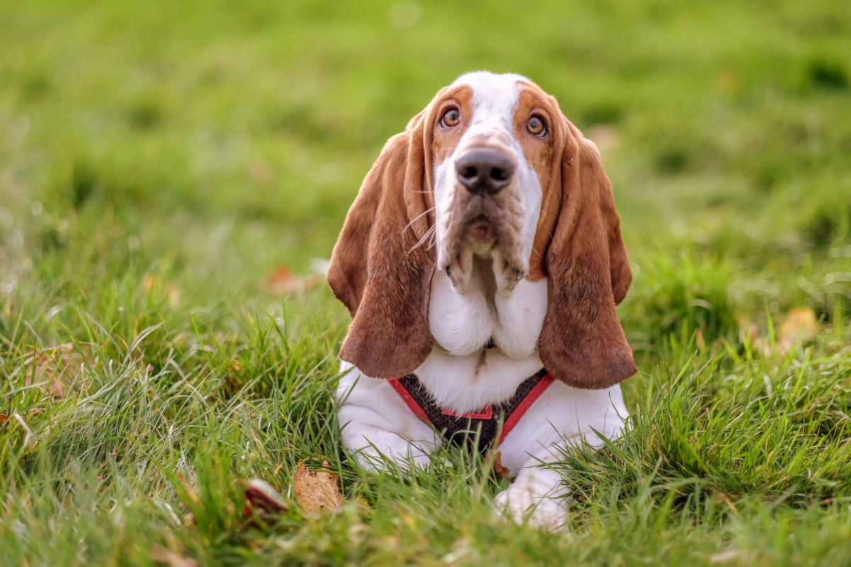 Basset Hound