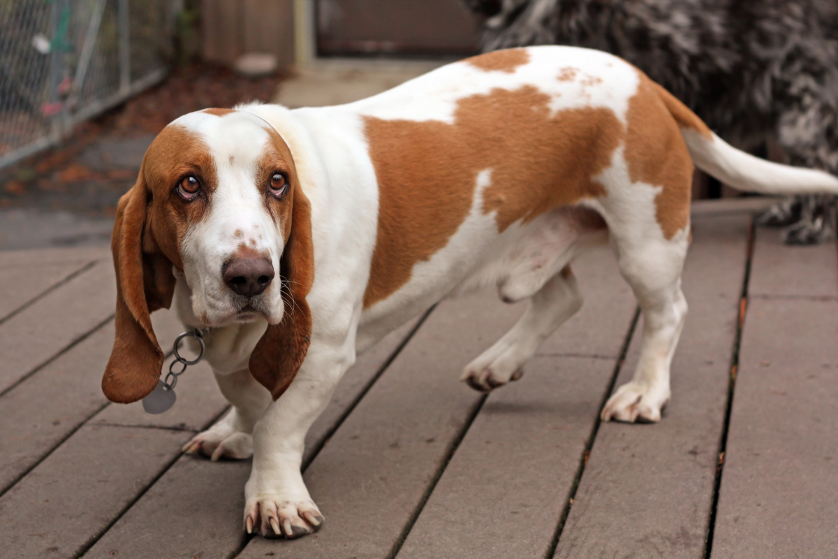 Basset Hound