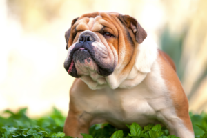 English Bulldog - Foto: Canva