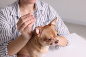 acupuntura para cachorro - Foto: Canva