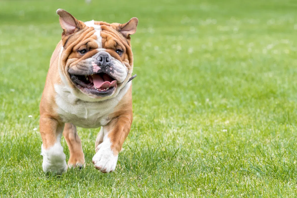 English Bulldog