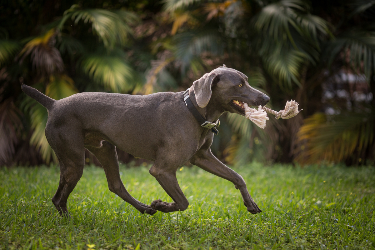 Weimaraner