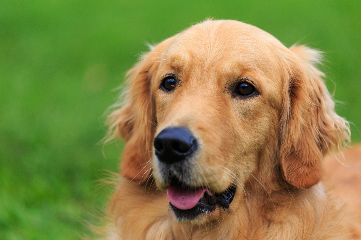 Golden Retriever