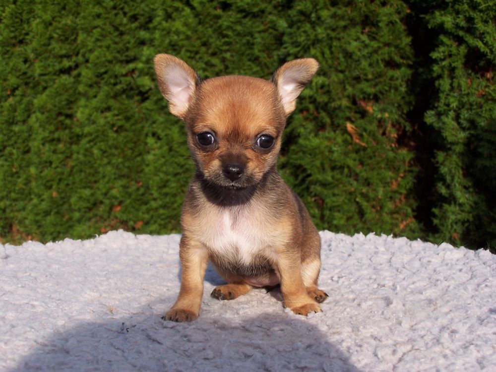 Quanta atenção os filhotes precisam por dia? 1 filhote de cachorro