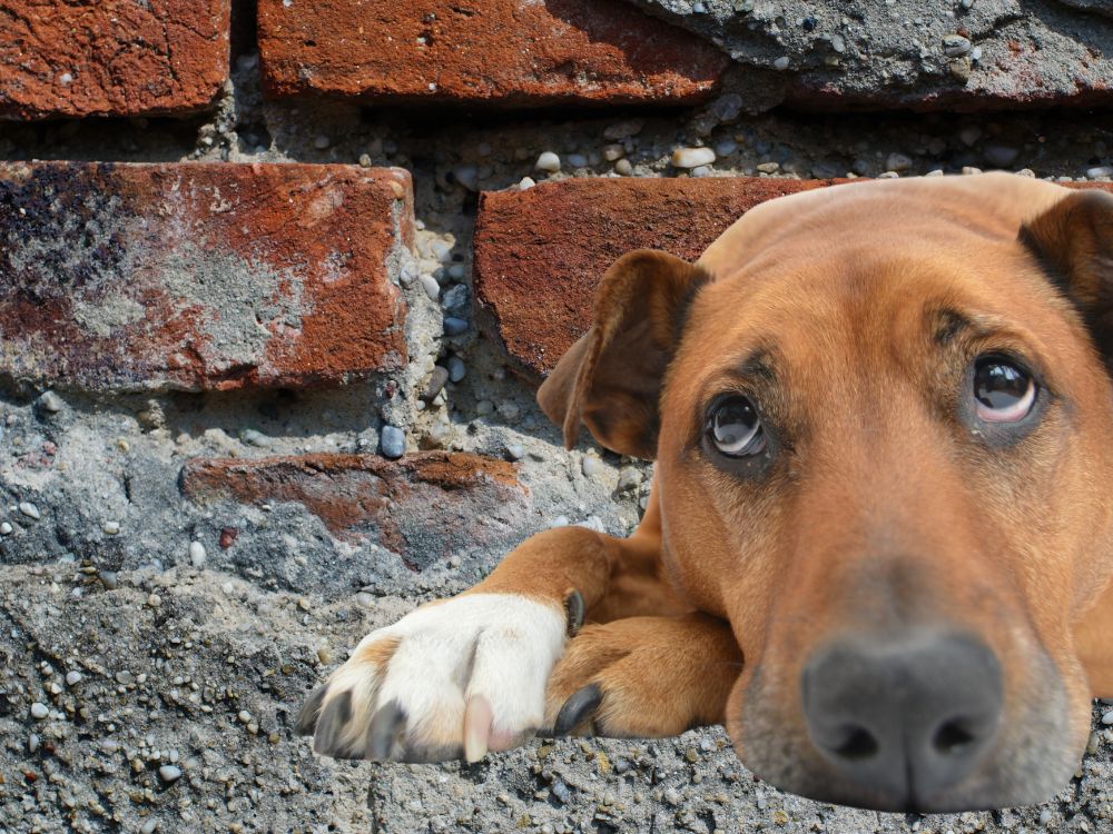 cachorro deitado