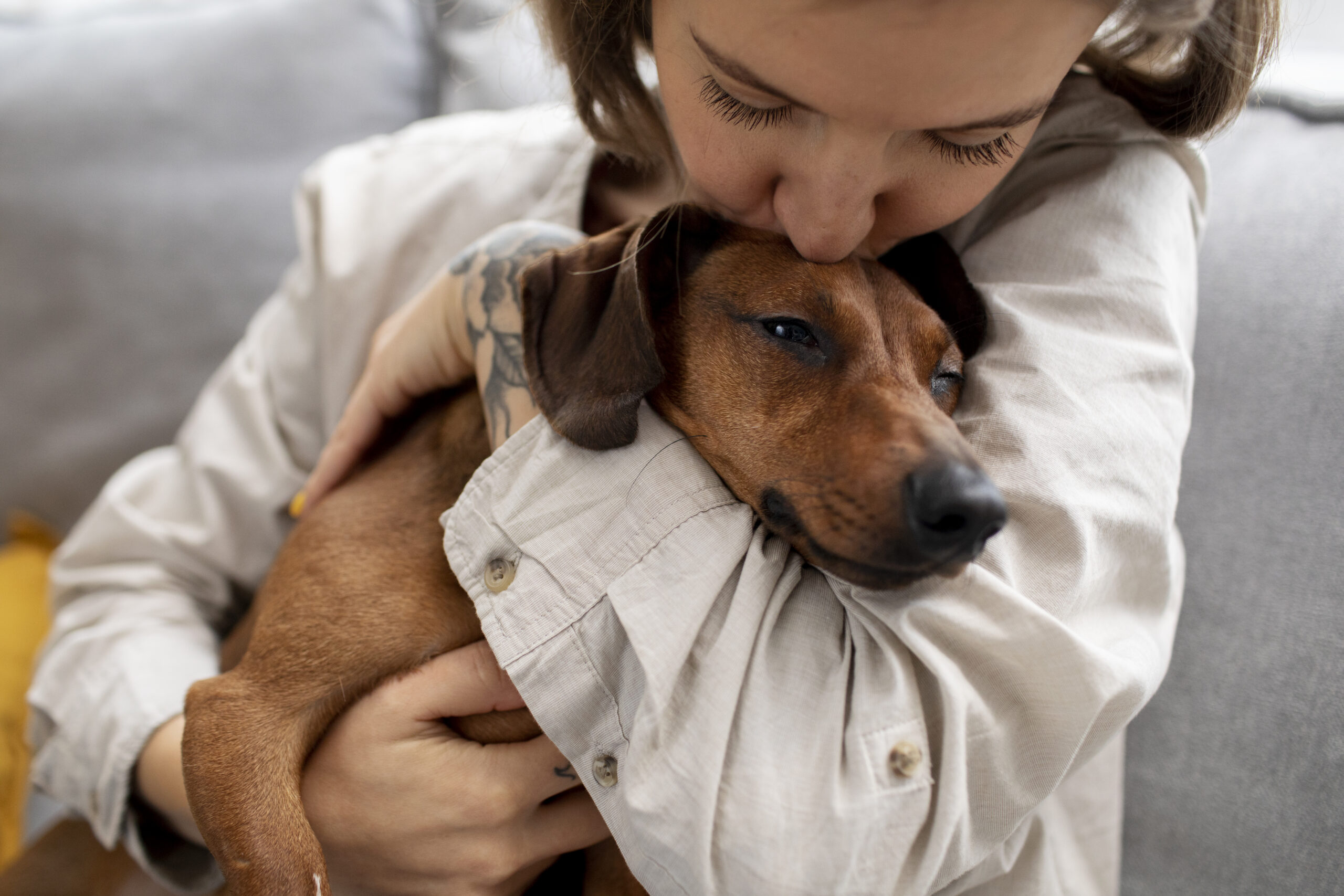 close-up-beautiful-dachshund-hugged-by-owner