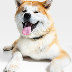Studio shot of Akita-Inu dog isolated on white studio background