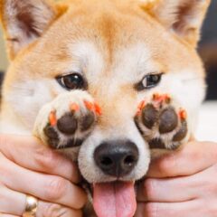 Shiba Inu dog an appointment at the beautician