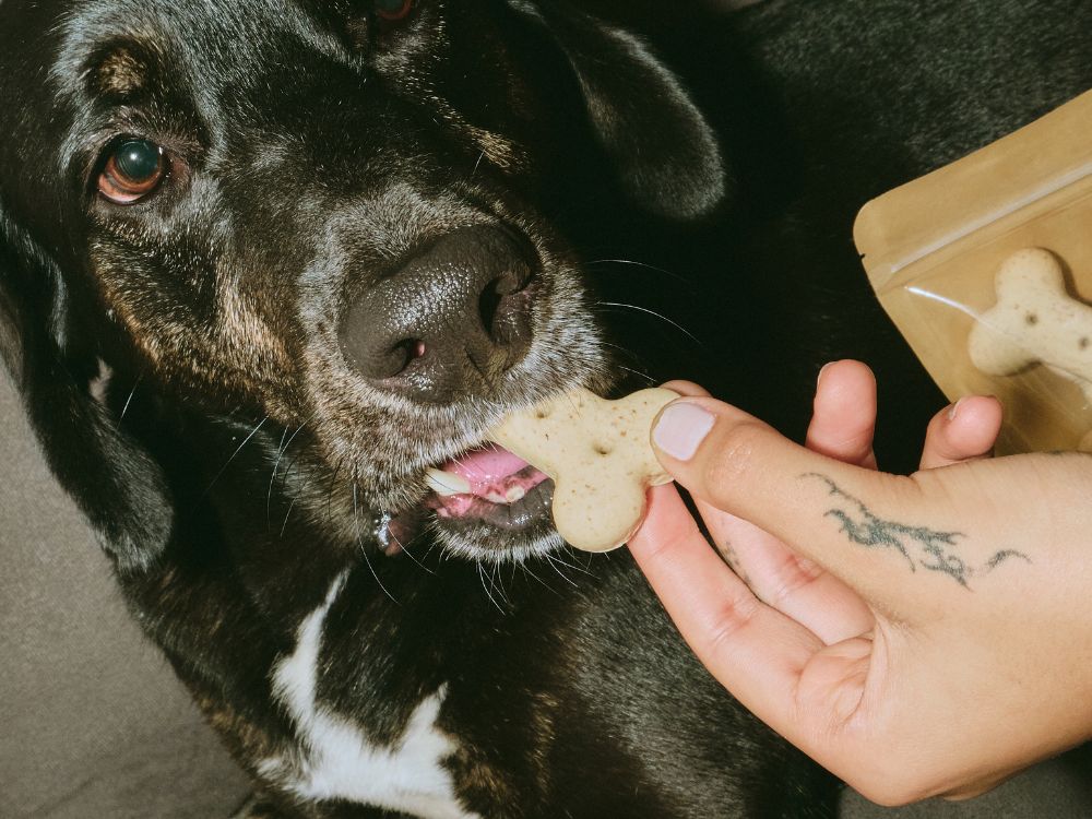 dando um petisco para o cachorro