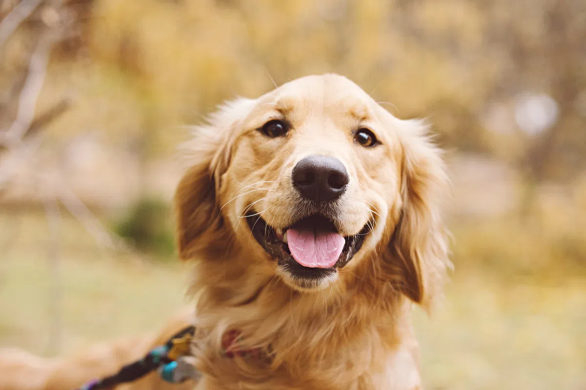 Golden Retriever