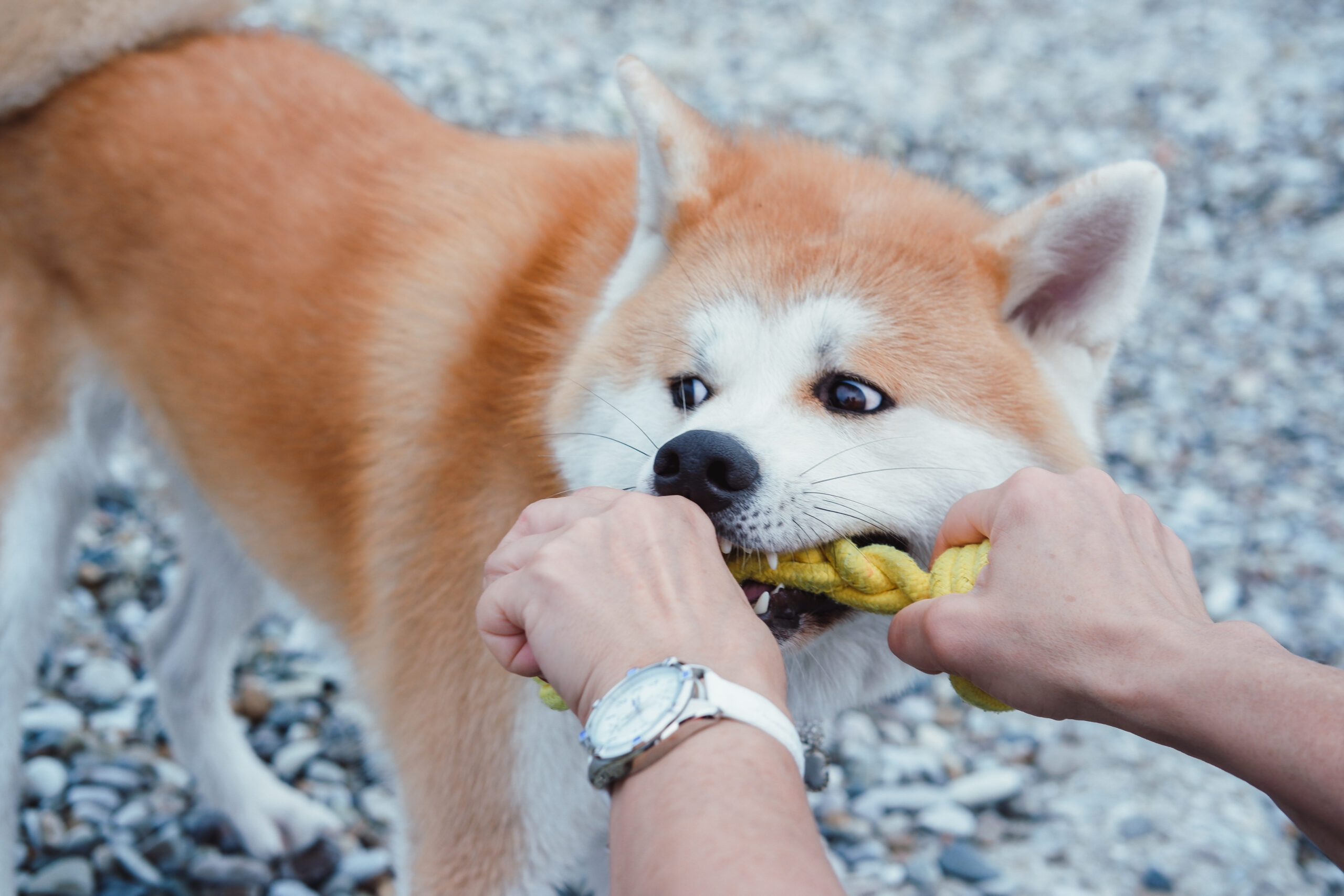 red-haired-japanese-akita-walks-beach-plays-tug-war-with-owner