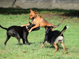 Cães brincando no parque - Foto: Canva