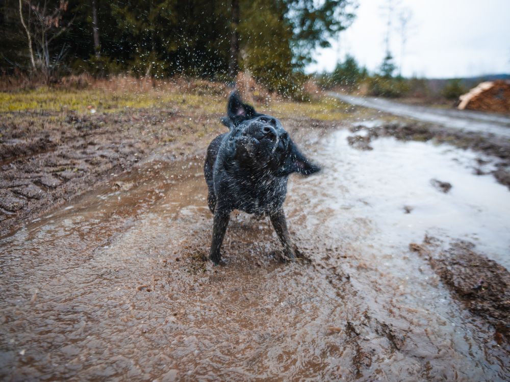 cão na água