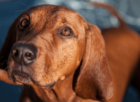 Redbone Coonhound