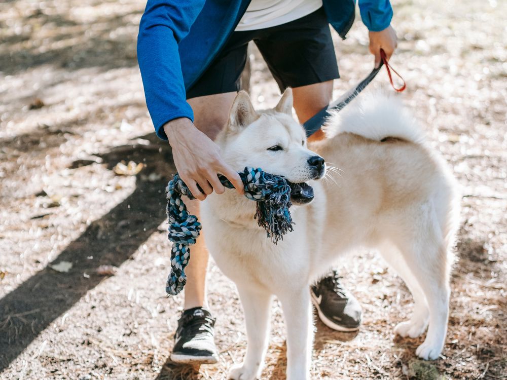 atitudes estressantes para o cachorro